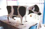 cow planter