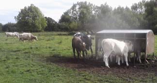 cows at the shed