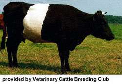Dutch Belted