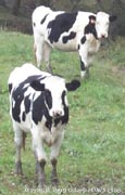 Holstein
