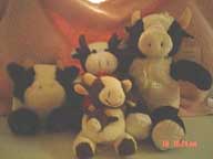 cows