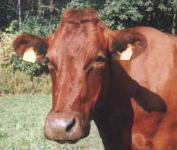 Polish cow