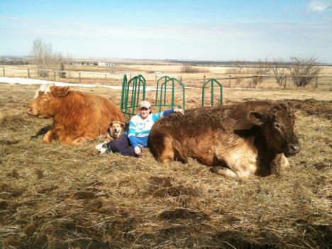 Hereford-Limousin and Murray Grey