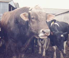 bull