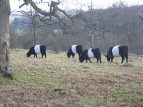 Belted Galloways