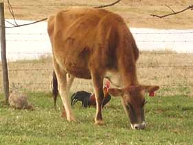 grazing cow