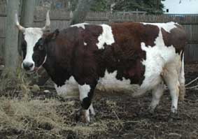 betty bovine