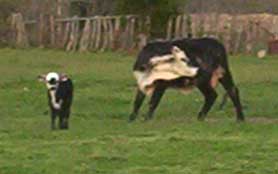 cow and calf