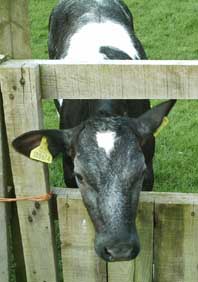 calf