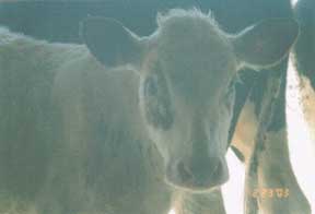 heifer