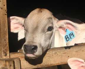 brown swiss bull calf