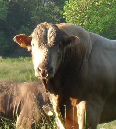 Bully closeup