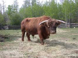 Champion bull