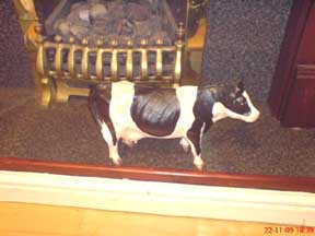cow figurines