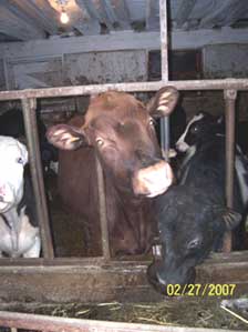 steer