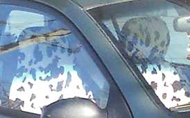 cow car 2