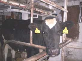 holstein cow