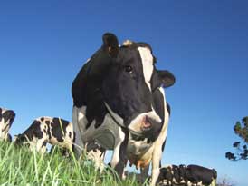 holstein cows