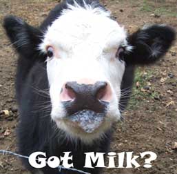 calf blowing bubbles