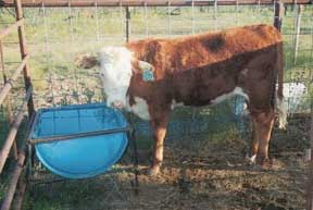 calf