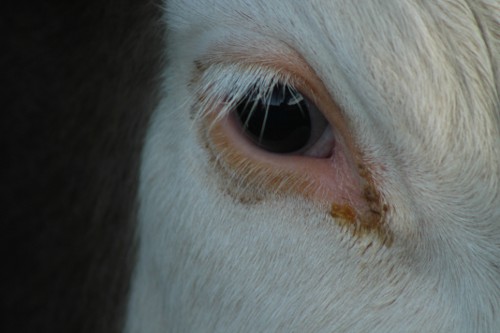 Soulful moo