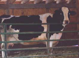 Holstein