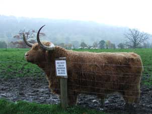 horned bovine