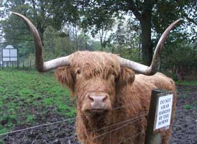 hamish closeup
