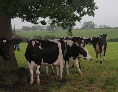 Hawksmoor Herd