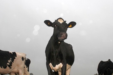 Holstein Solo