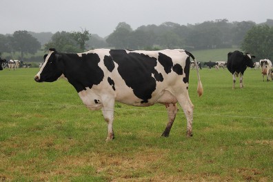 Majestic Moo