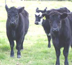 cows
