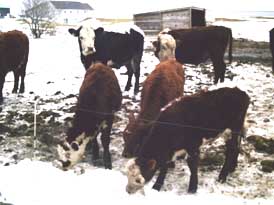 cows eating