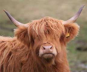highland cow