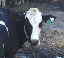 Holstein Face