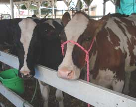 holsteins