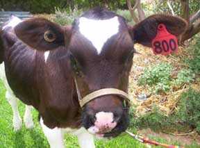 Holstein Calf