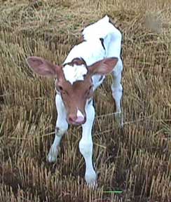 calf