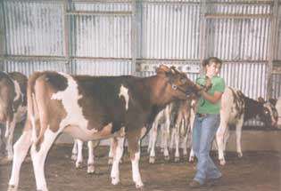 calf training