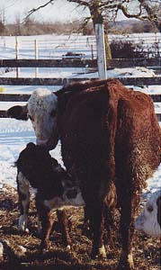 Newborn