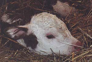 Ten minutes old