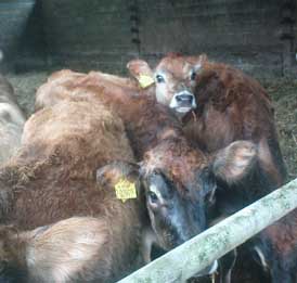 brown swiss