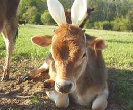 calf