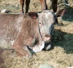 outside cow
