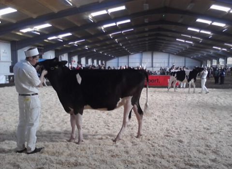 Cow show 1