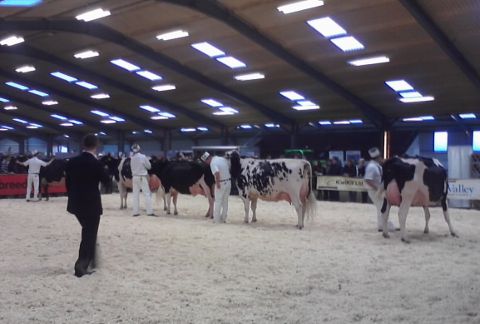 Cow show 2