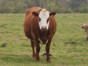 lone ranger bovine