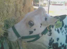 Heifer eating