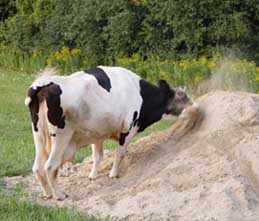cow in sand