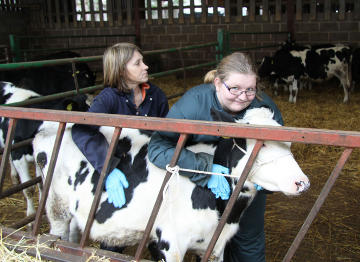 holding a calf